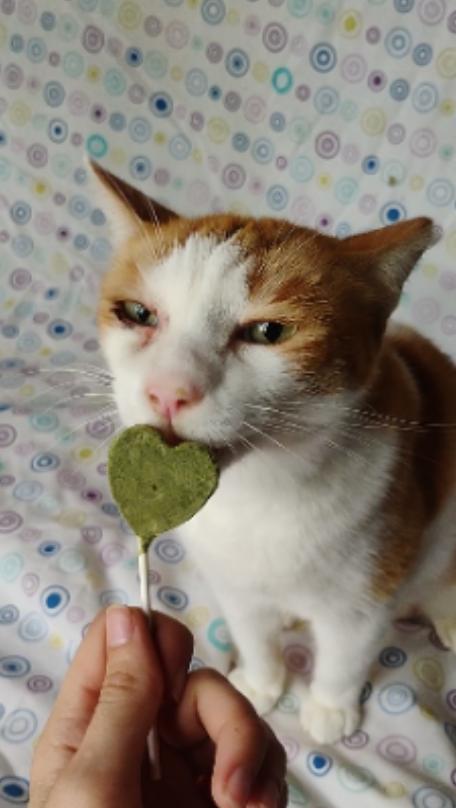 Nick, Adopted, Adult Male Domestic Short Hair.