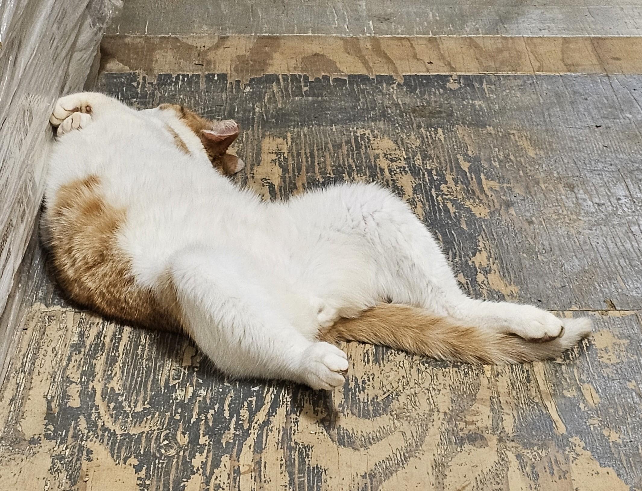 Nick, a Adopted mixed breed in Brenham, TX image 2/4