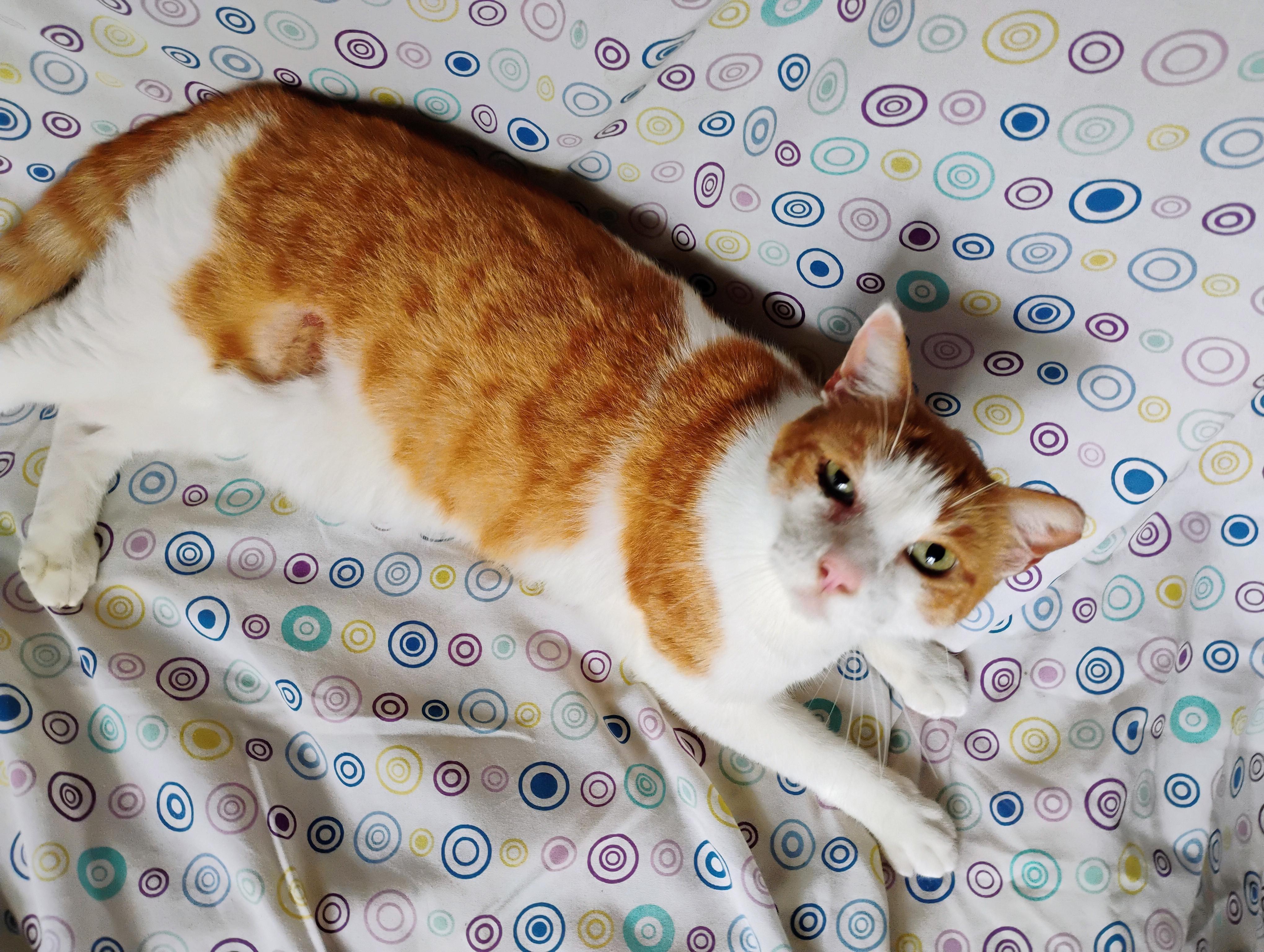 Nick, a Adopted mixed breed in Brenham, TX image 3/4