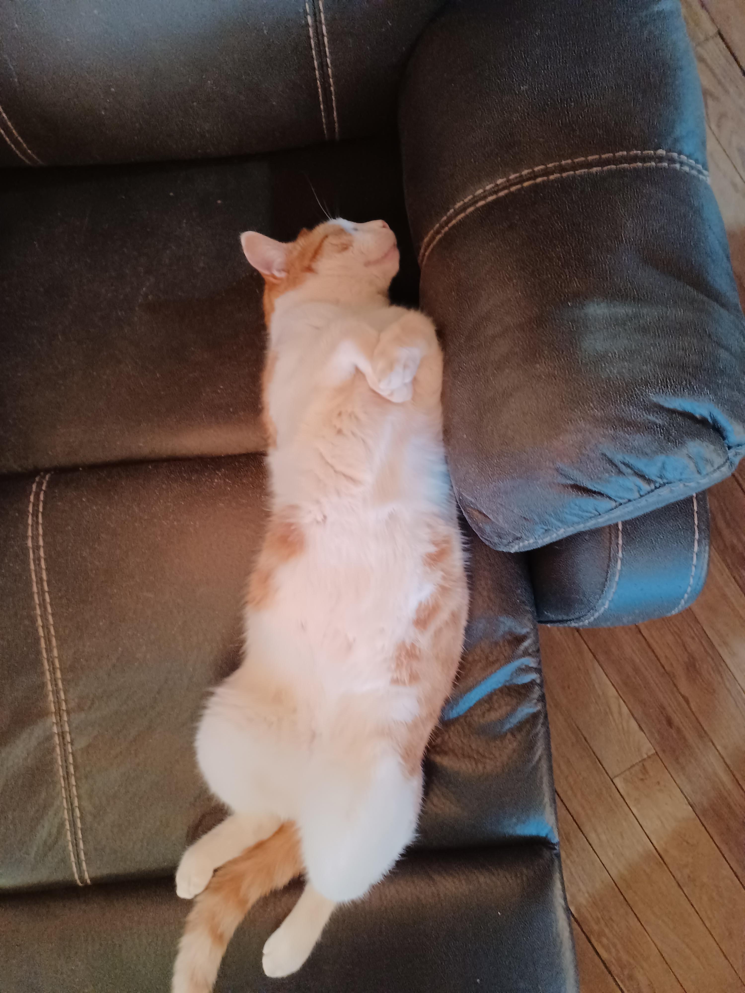 Nick, a Adopted mixed breed in Brenham, TX image 4/4