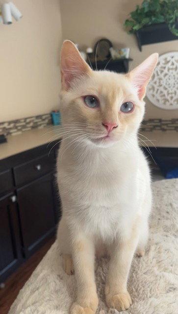 Mozart, Adopted, Young Male Domestic Short Hair.