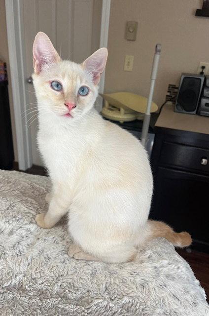 Enlarge Mozart, a Adopted Domestic Short Hair in Burlington, WA image 3/3