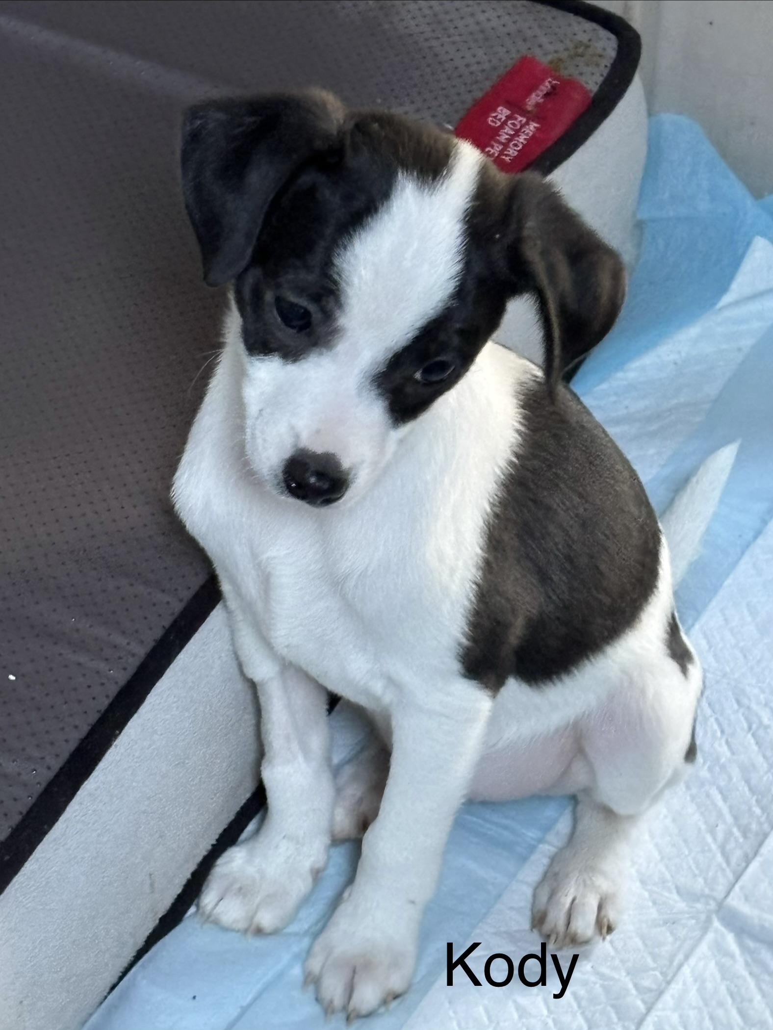 Enlarge Kody, a ADOPTABLE mixed breed in Bonney Lake, WA image 1/1