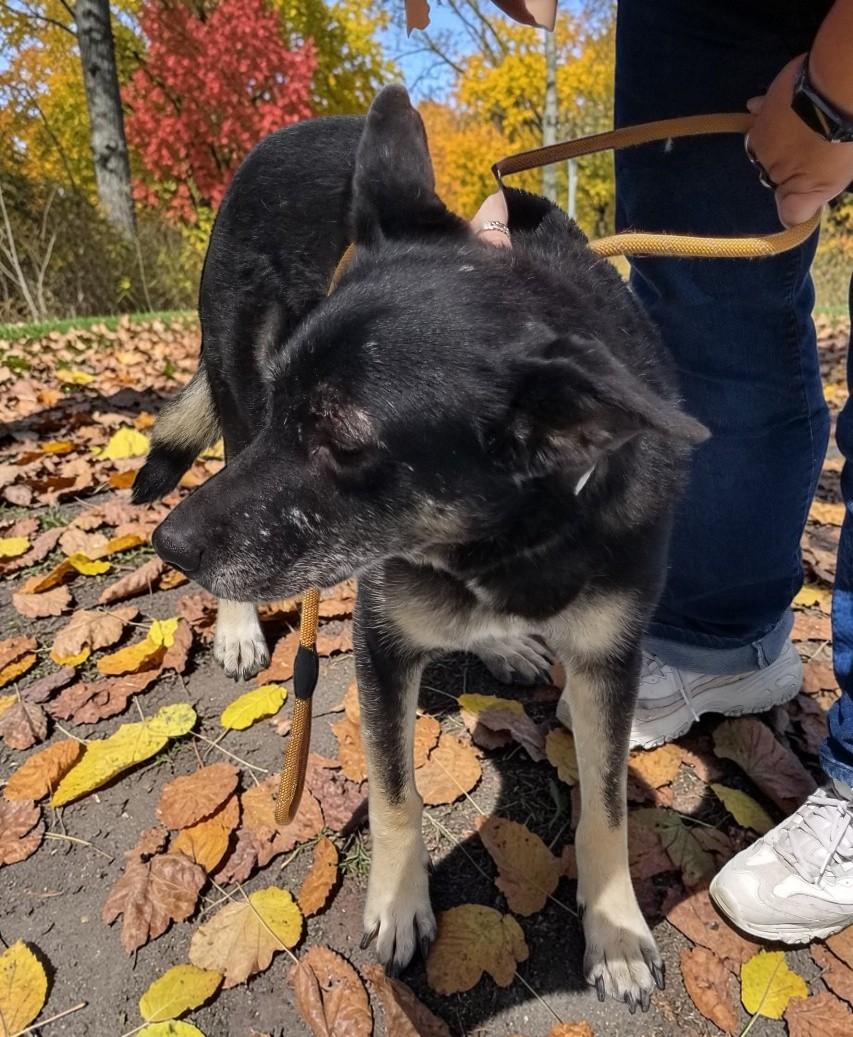 Lilli , a ADOPTABLE German Shepherd Dog in Los Altos Hills, CA image 6/6