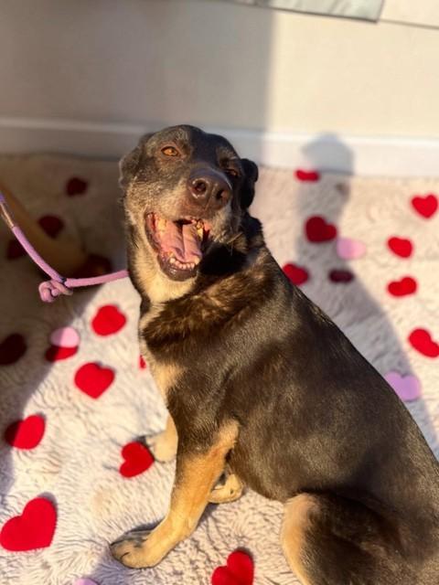 Lilli , a ADOPTABLE German Shepherd Dog in Los Altos Hills, CA image 2/6