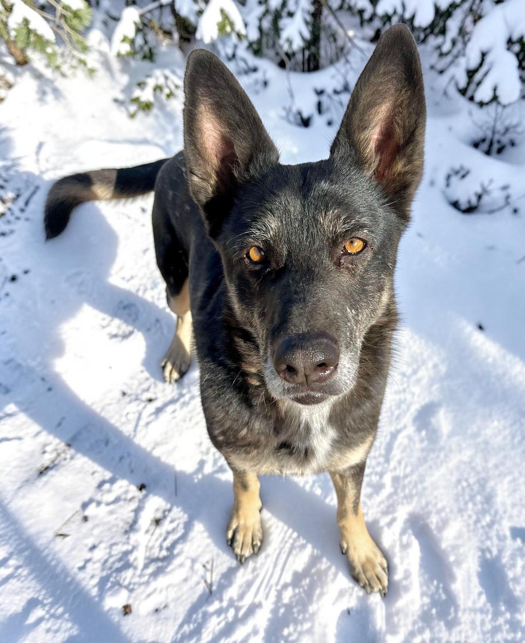 Lilli , ADOPTABLE, Senior Female German Shepherd Dog.