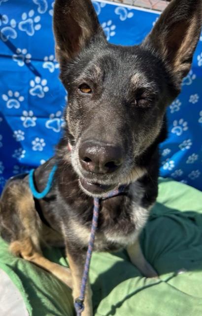 Lilli , a ADOPTABLE German Shepherd Dog in Los Altos Hills, CA image 3/6