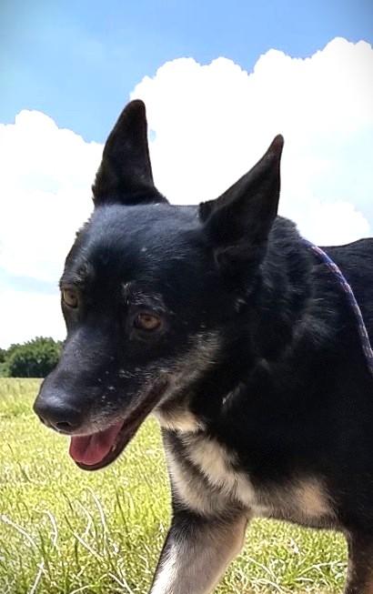 Lilli , a ADOPTABLE German Shepherd Dog in Los Altos Hills, CA image 4/6