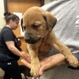 Eloise 60324999, ADOPTABLE, Puppy Female Mixed Breed.