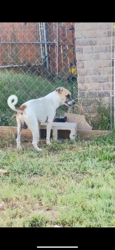 Rocky - Courtesy post