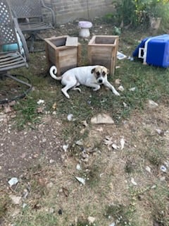 Rocky - Courtesy post