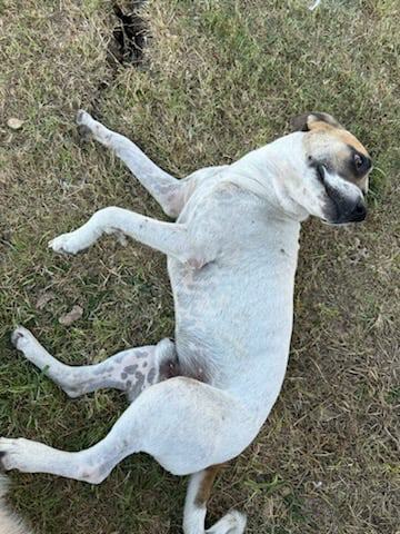 Rocky - Courtesy post