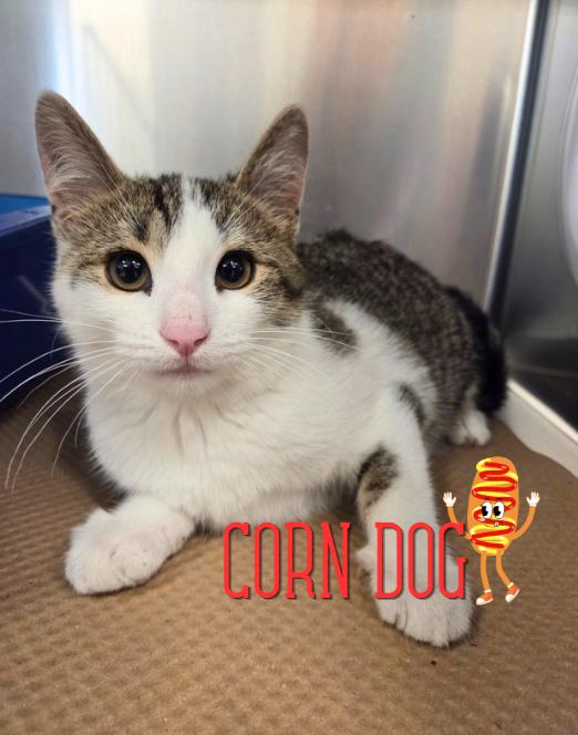 Corn Dog, ADOPTABLE, Kitten Male Domestic Short Hair.