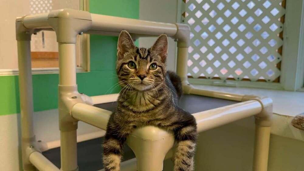 Ryder, Adoptable, Kitten Male Domestic Short Hair.