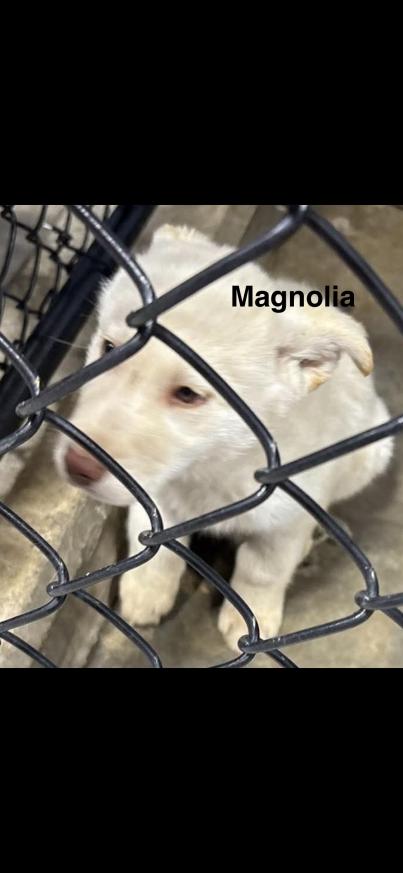 Enlarge Magnolia, a Adoptable mixed breed in Grand Rapids, MI image 1/2