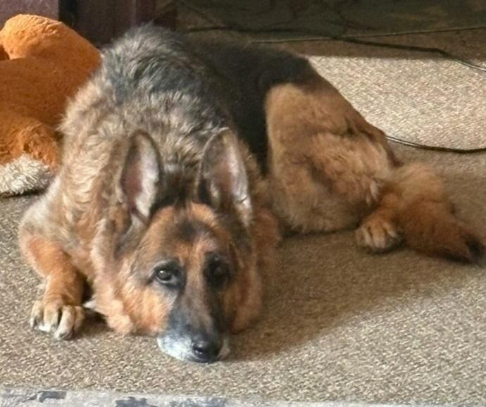 Sabre , ADOPTABLE, Senior Male German Shepherd Dog.