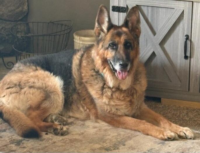 Enlarge Sabre , a ADOPTABLE German Shepherd Dog in Louisville, OH image 2/2