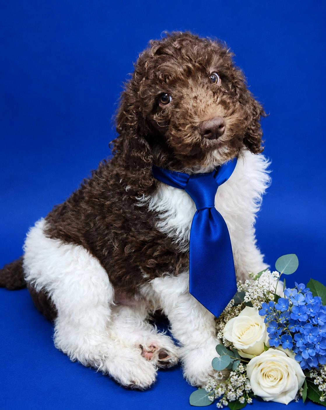 Rainier, adopted, Puppy Male Poodle.