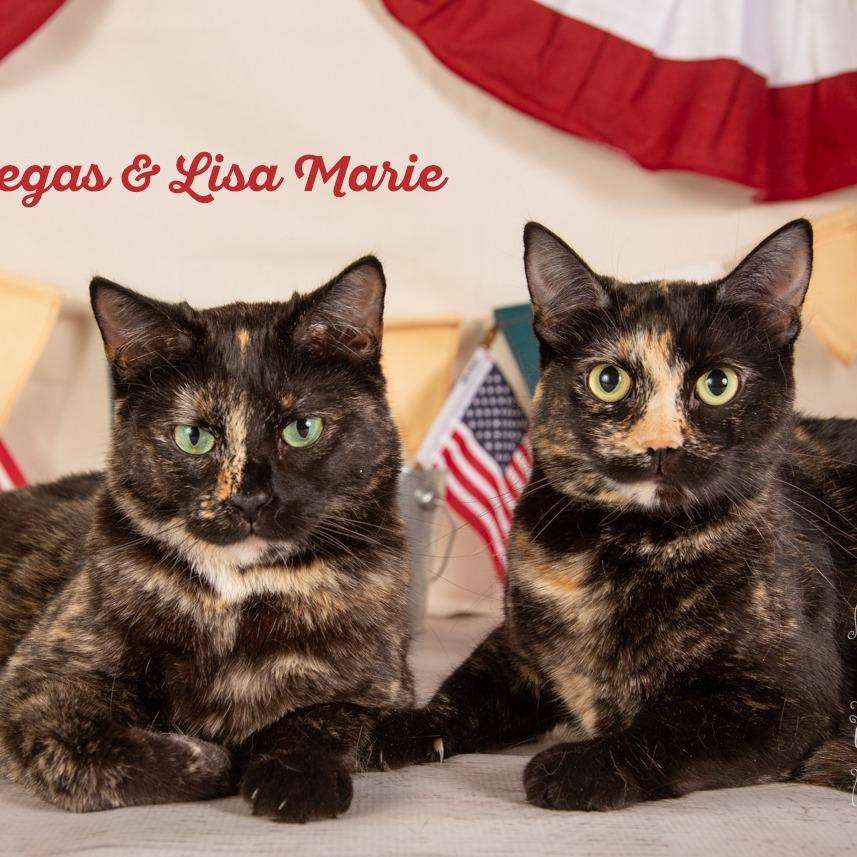 Enlarge Vegas, a Adoptable Domestic Short Hair in Springfield, MO image 1/6