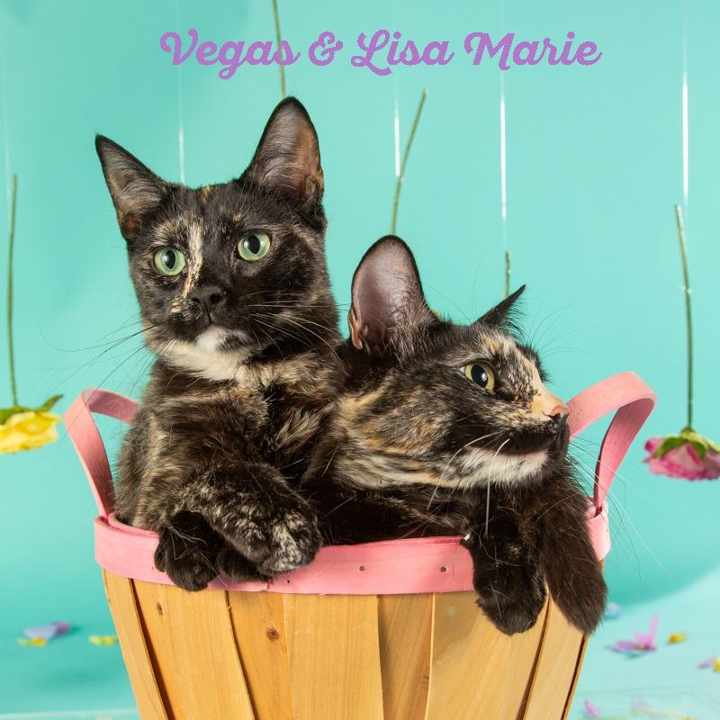 Enlarge Vegas, a Adoptable Domestic Short Hair in Springfield, MO image 1/4