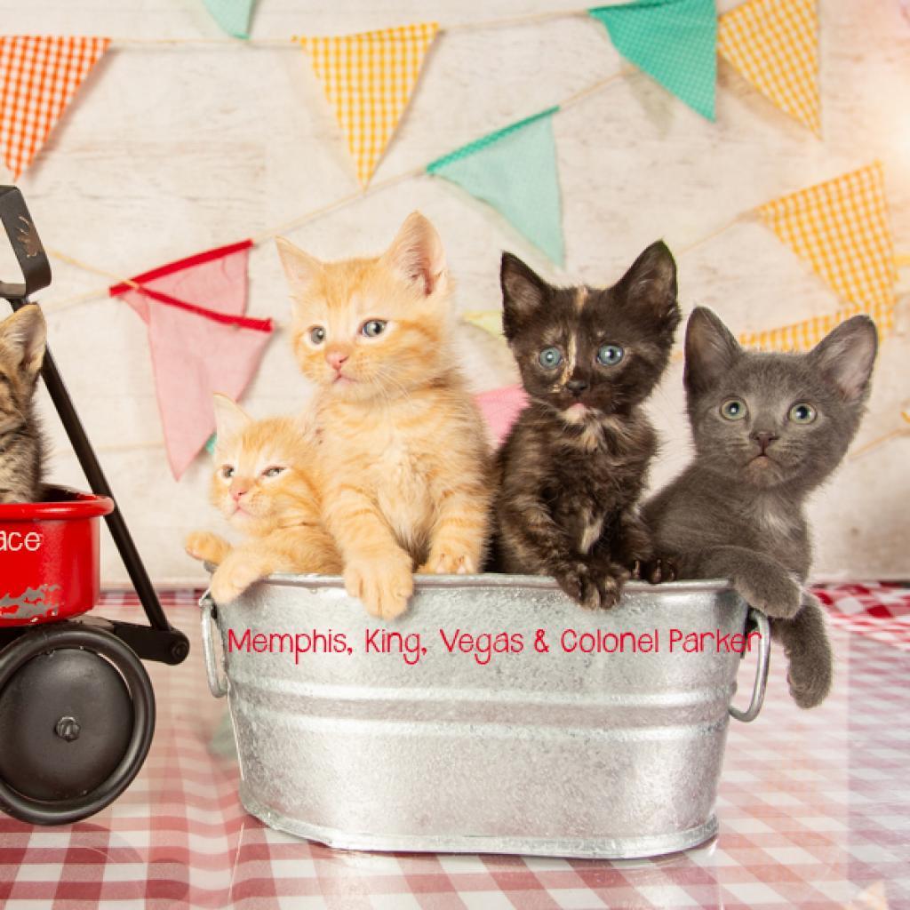 Enlarge Vegas, a Adoptable Domestic Short Hair in Springfield, MO image 2/4