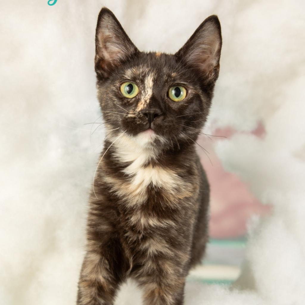 Enlarge Vegas, a Adoptable Domestic Short Hair in Springfield, MO image 3/4