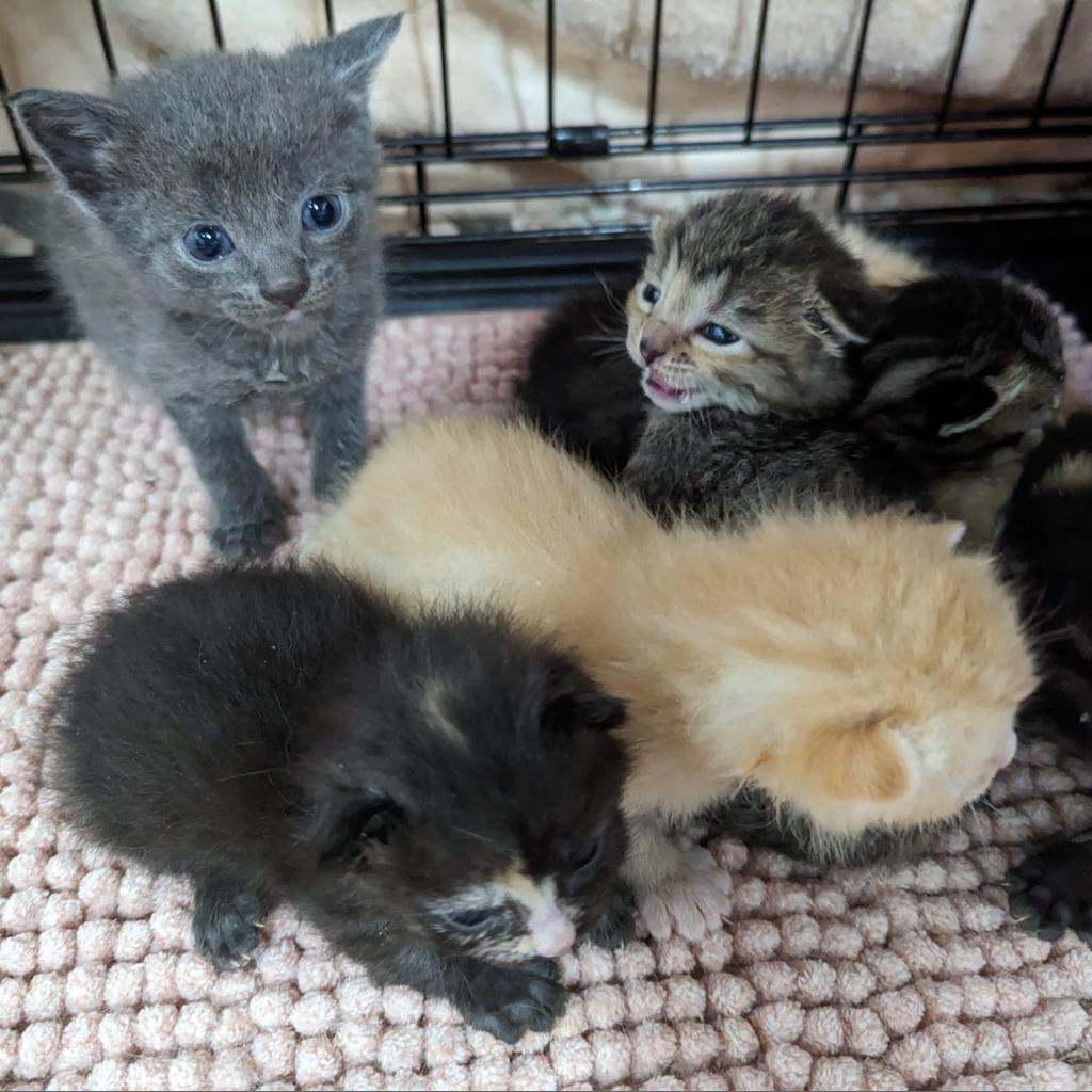 Enlarge Vegas, a Adoptable Domestic Short Hair in Springfield, MO image 4/4