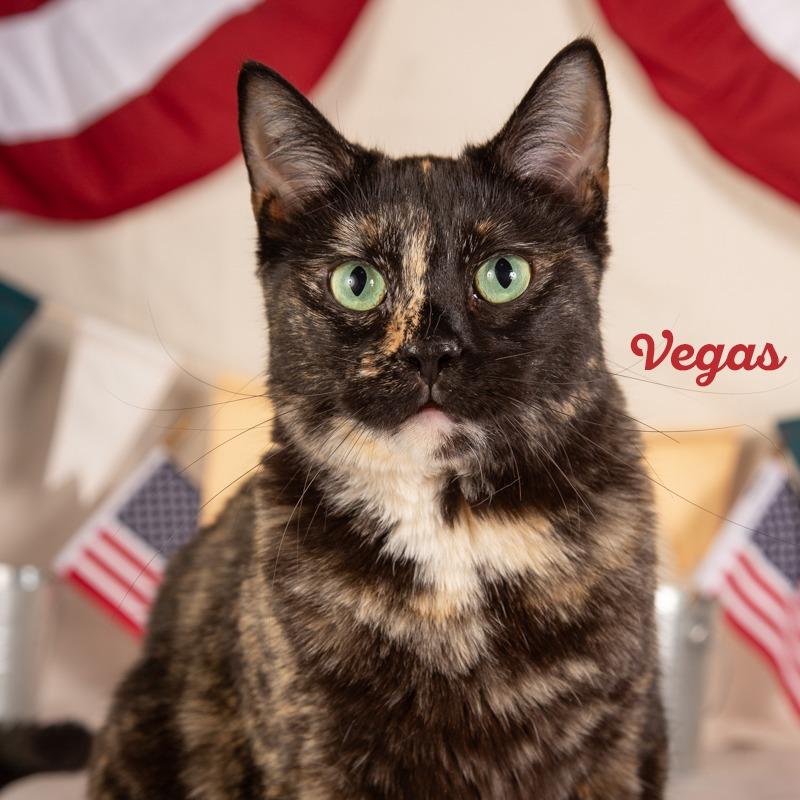 Enlarge Vegas, a Adoptable Domestic Short Hair in Springfield, MO image 6/6
