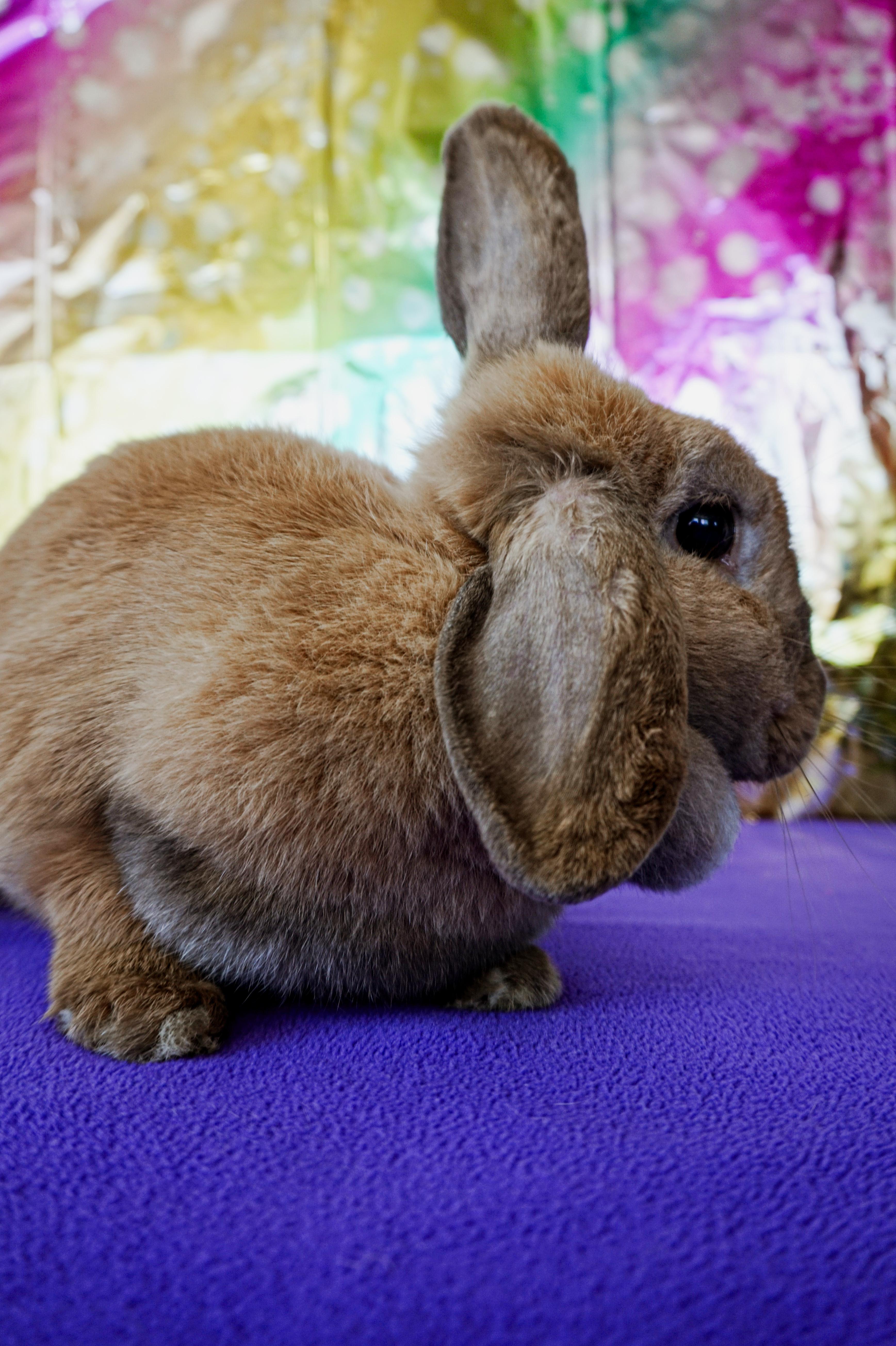Enlarge Cindy Lopper, a ADOPTABLE Lop Eared in Long Beach, CA image 4/4