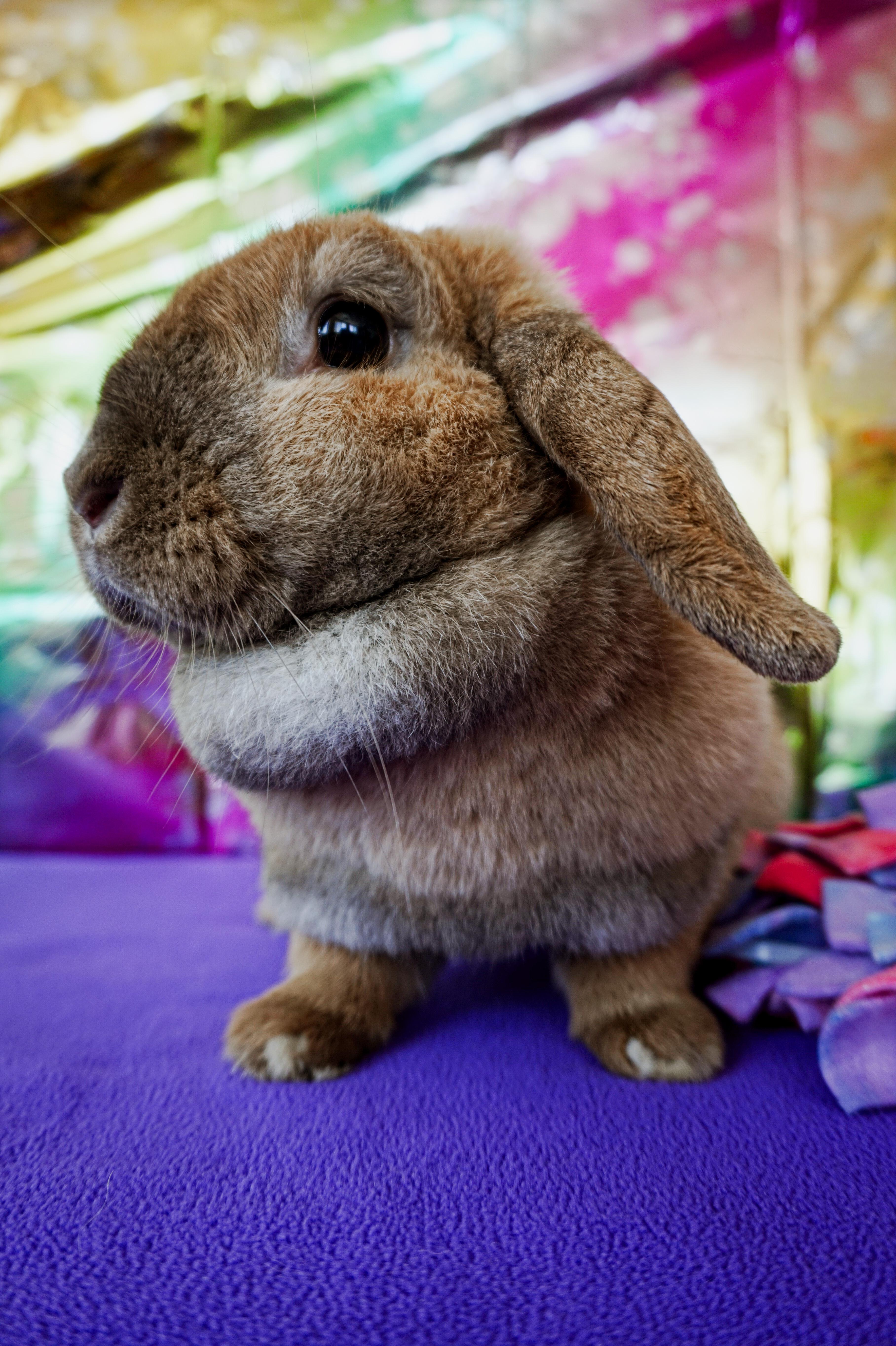Cindy Lopper, ADOPTABLE, Young Female Lop Eared.