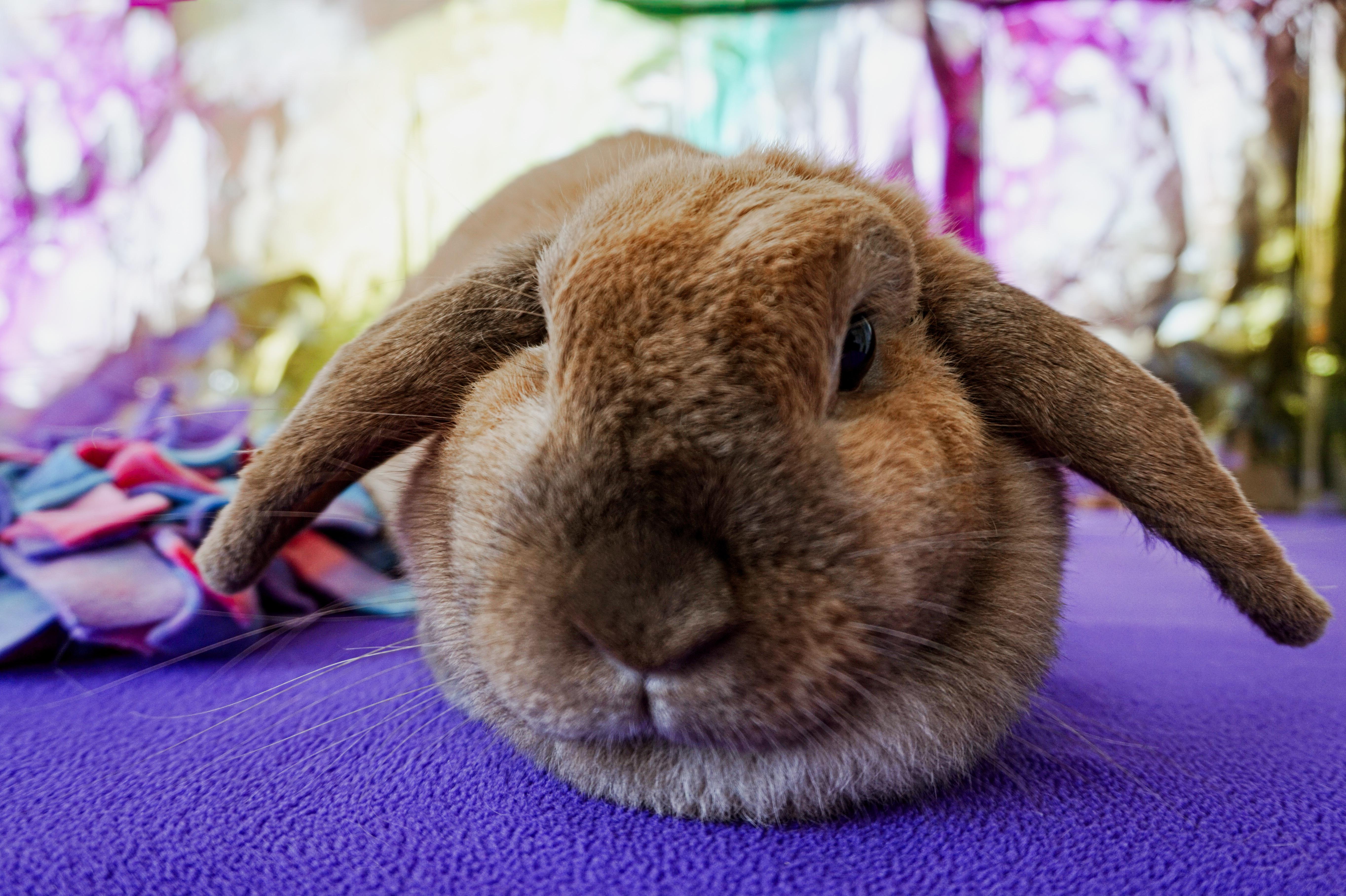 Enlarge Cindy Lopper, a ADOPTABLE Lop Eared in Long Beach, CA image 2/4