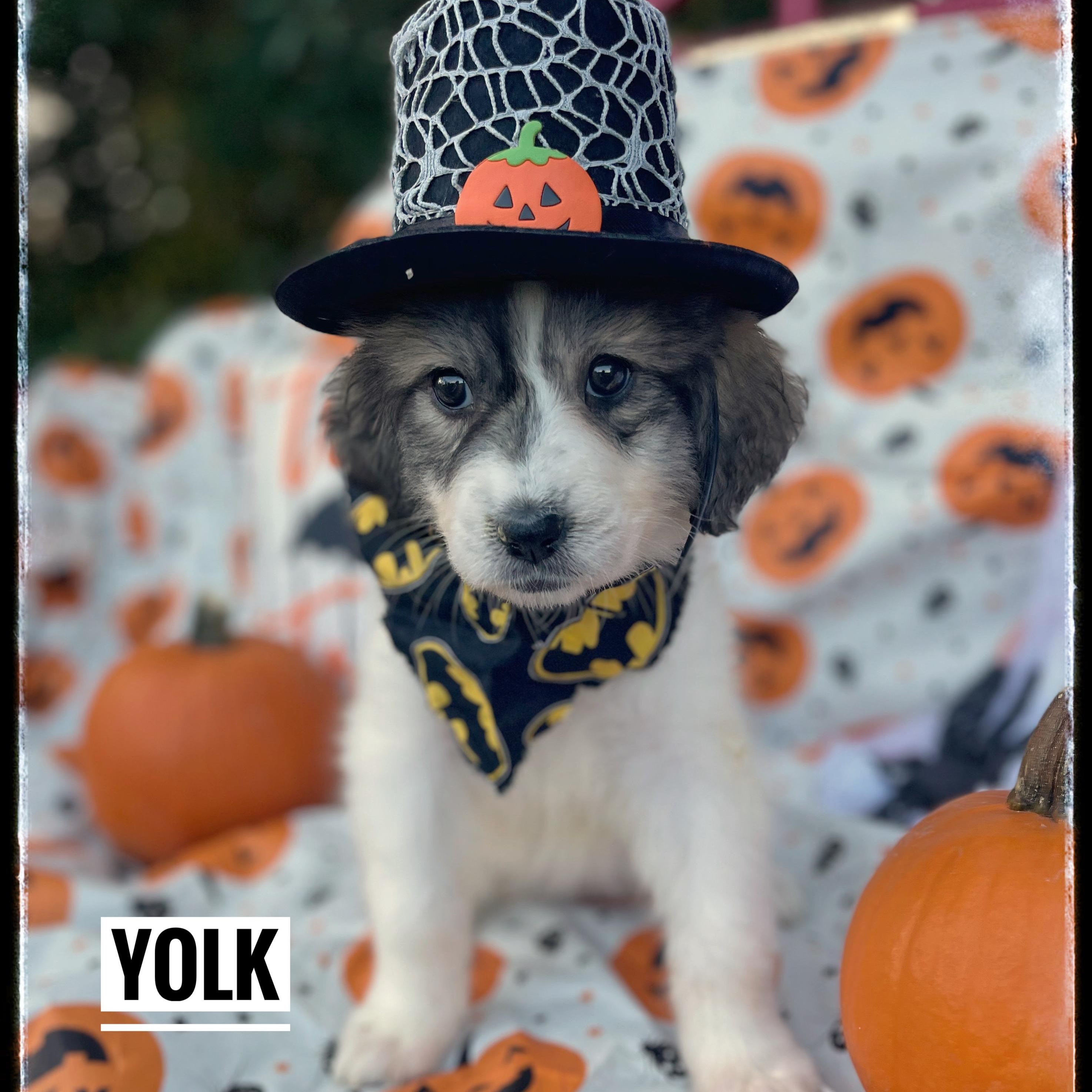 Yolk
