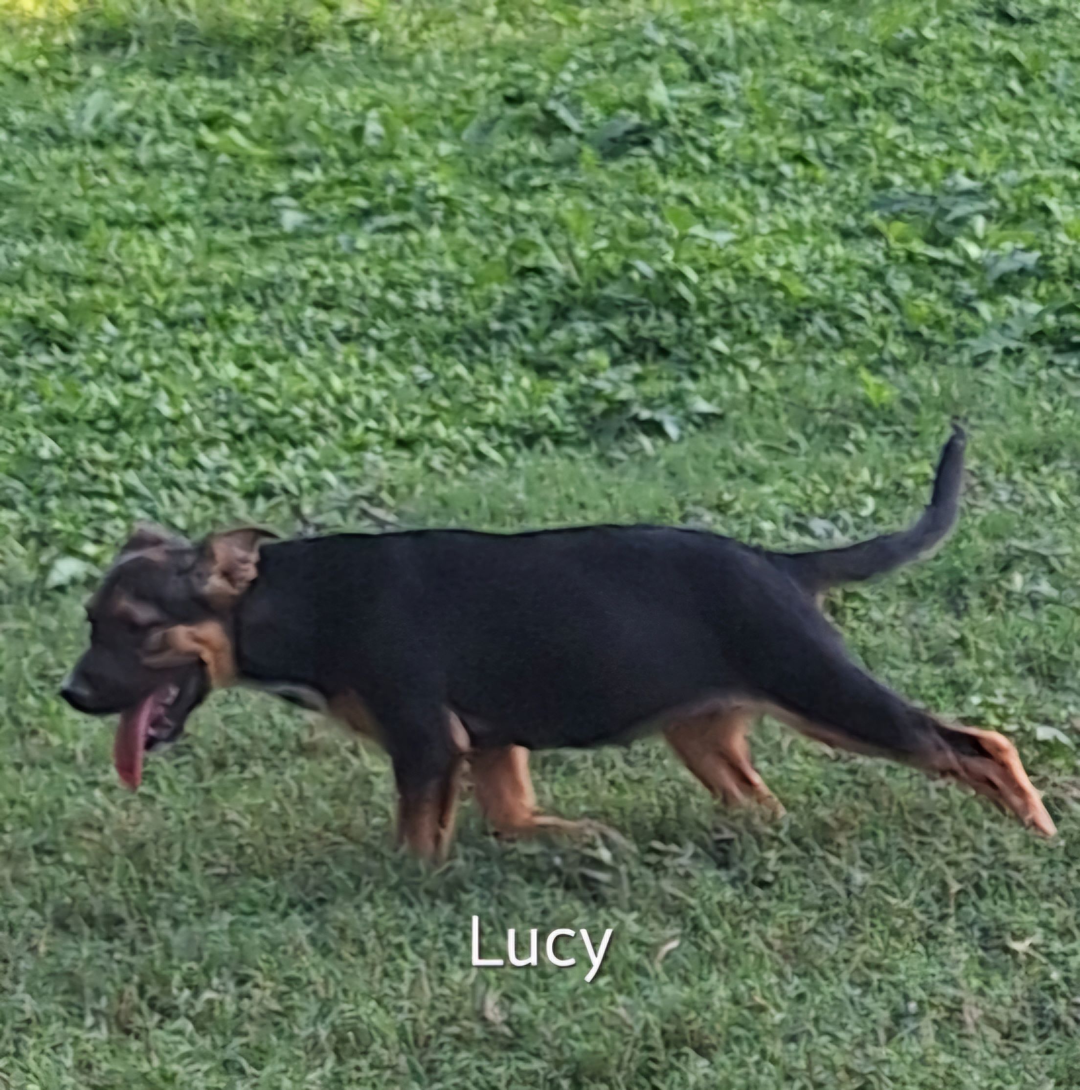 Lucy
