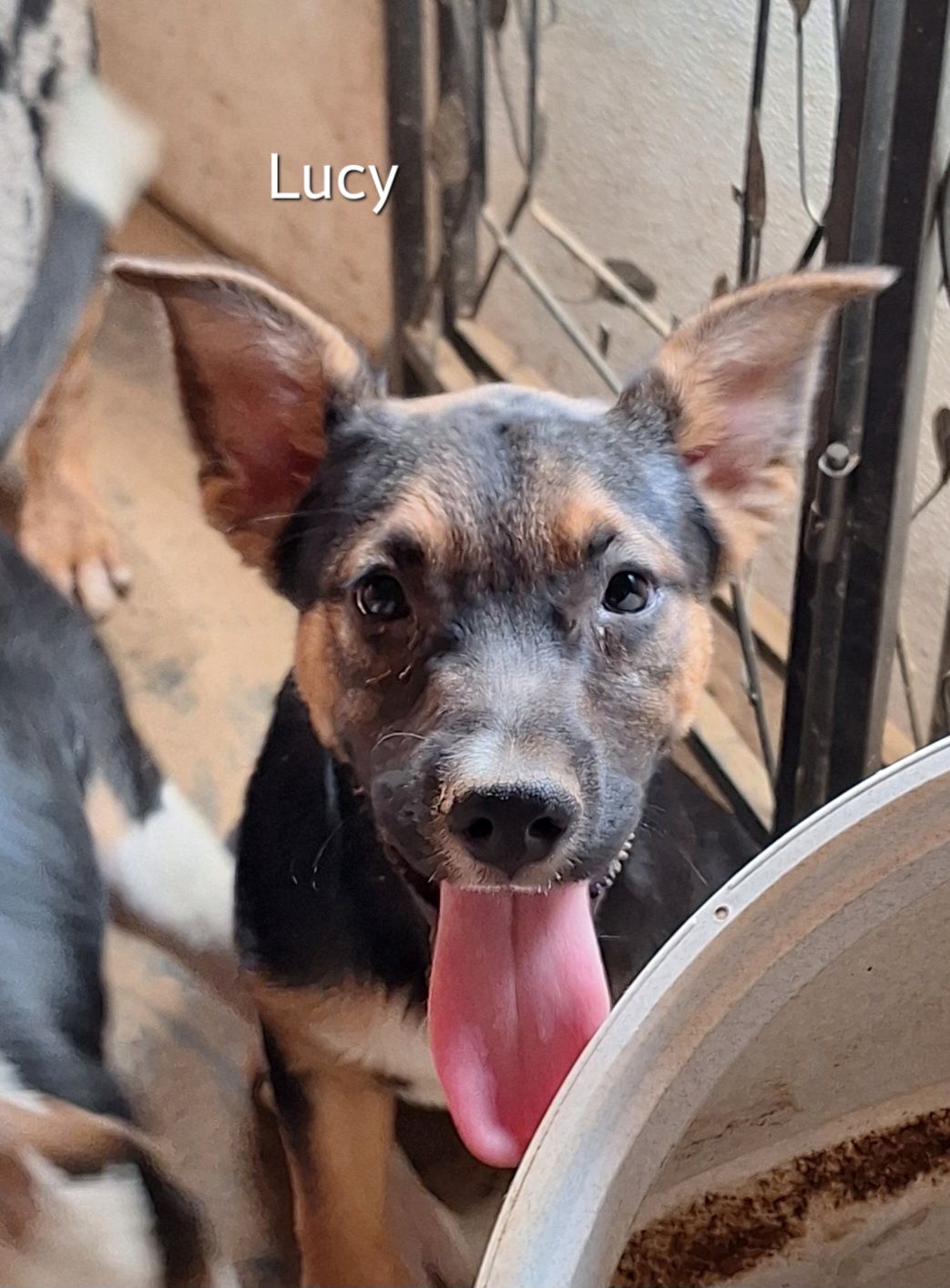 Lucy