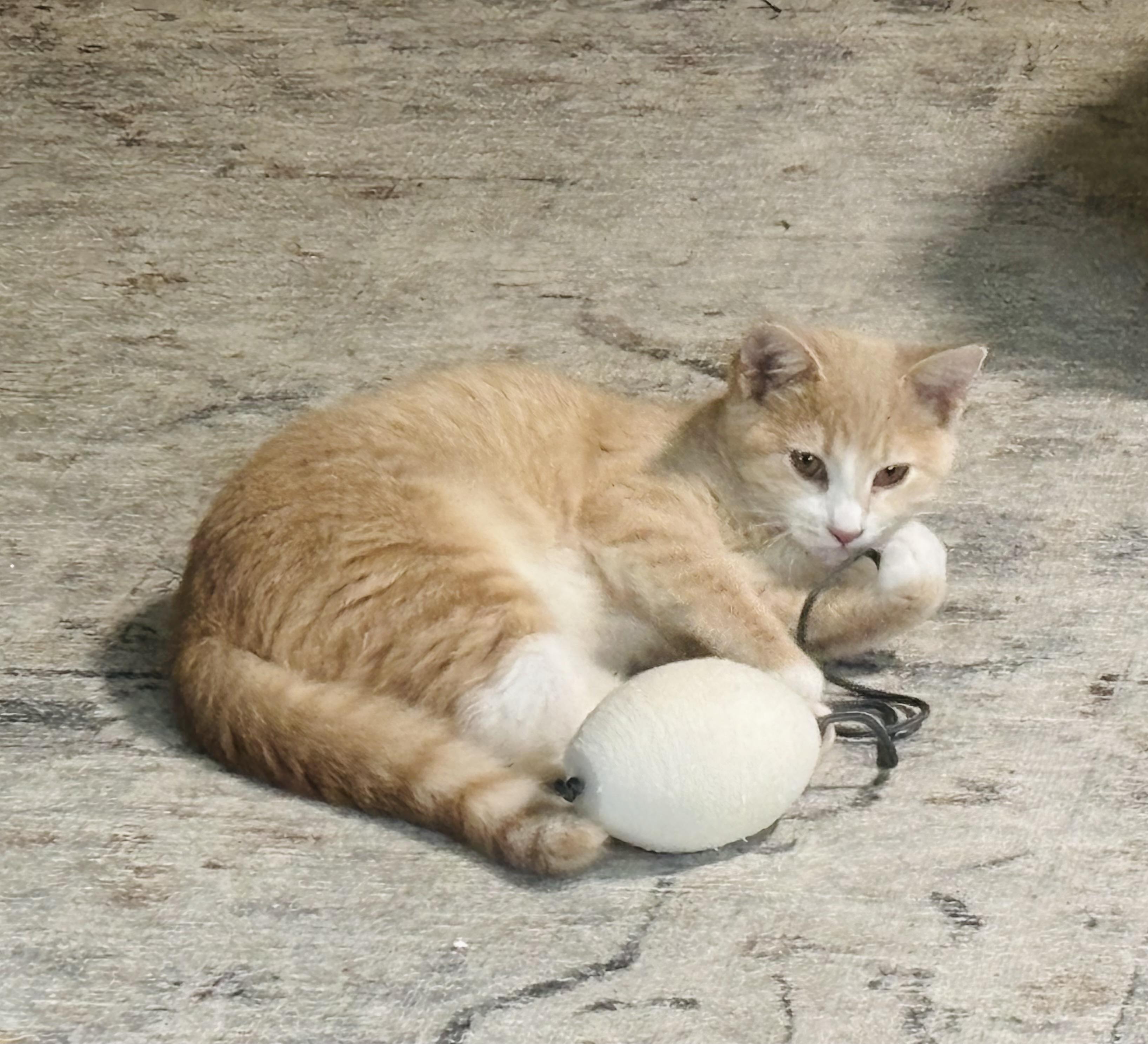 Enlarge Becca, a Adoptable Domestic Short Hair in Concord, NC image 2/6