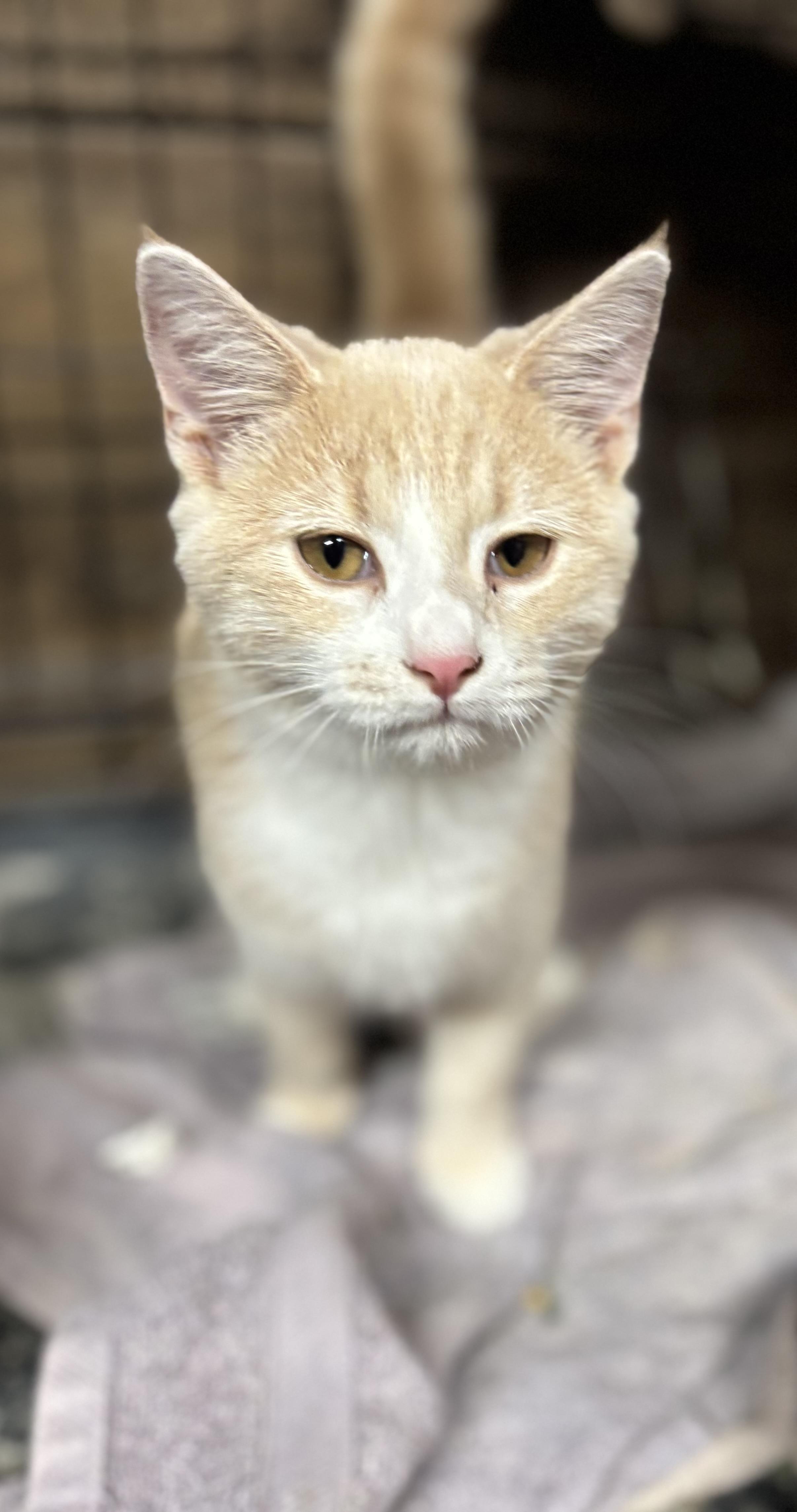 Enlarge Becca, a Adoptable Domestic Short Hair in Concord, NC image 3/6