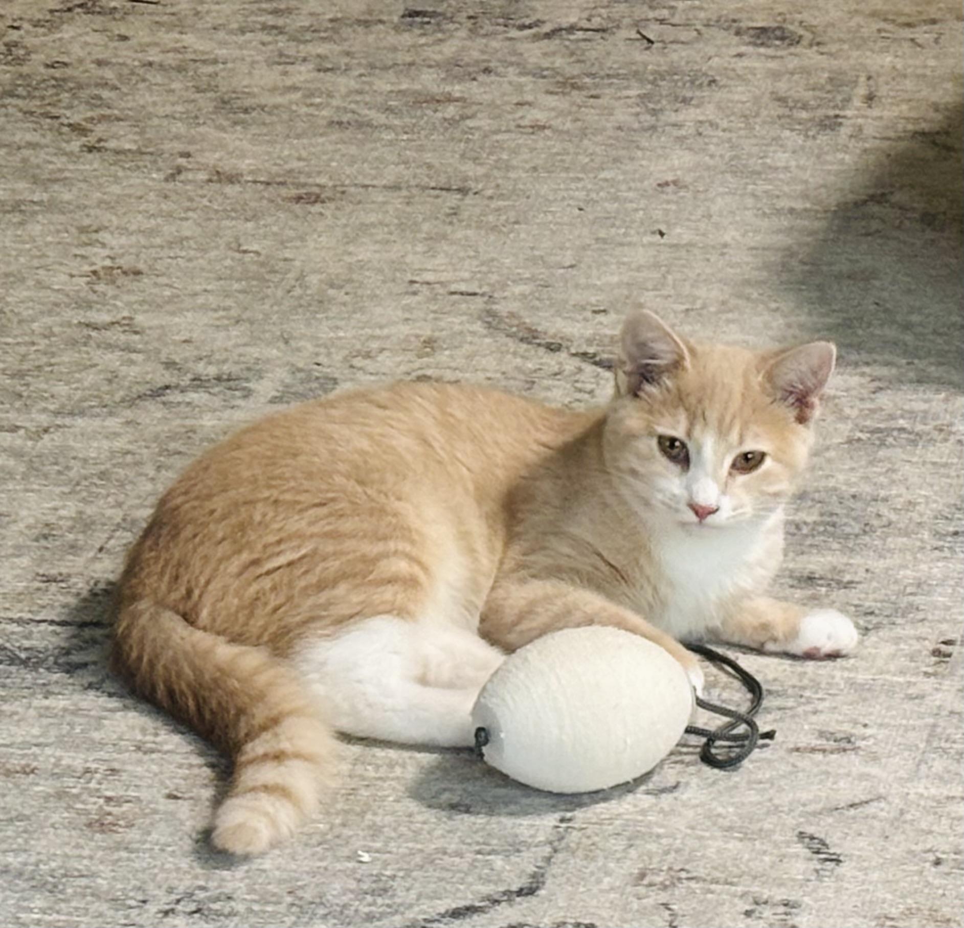 Enlarge Becca, a Adoptable Domestic Short Hair in Concord, NC image 4/6