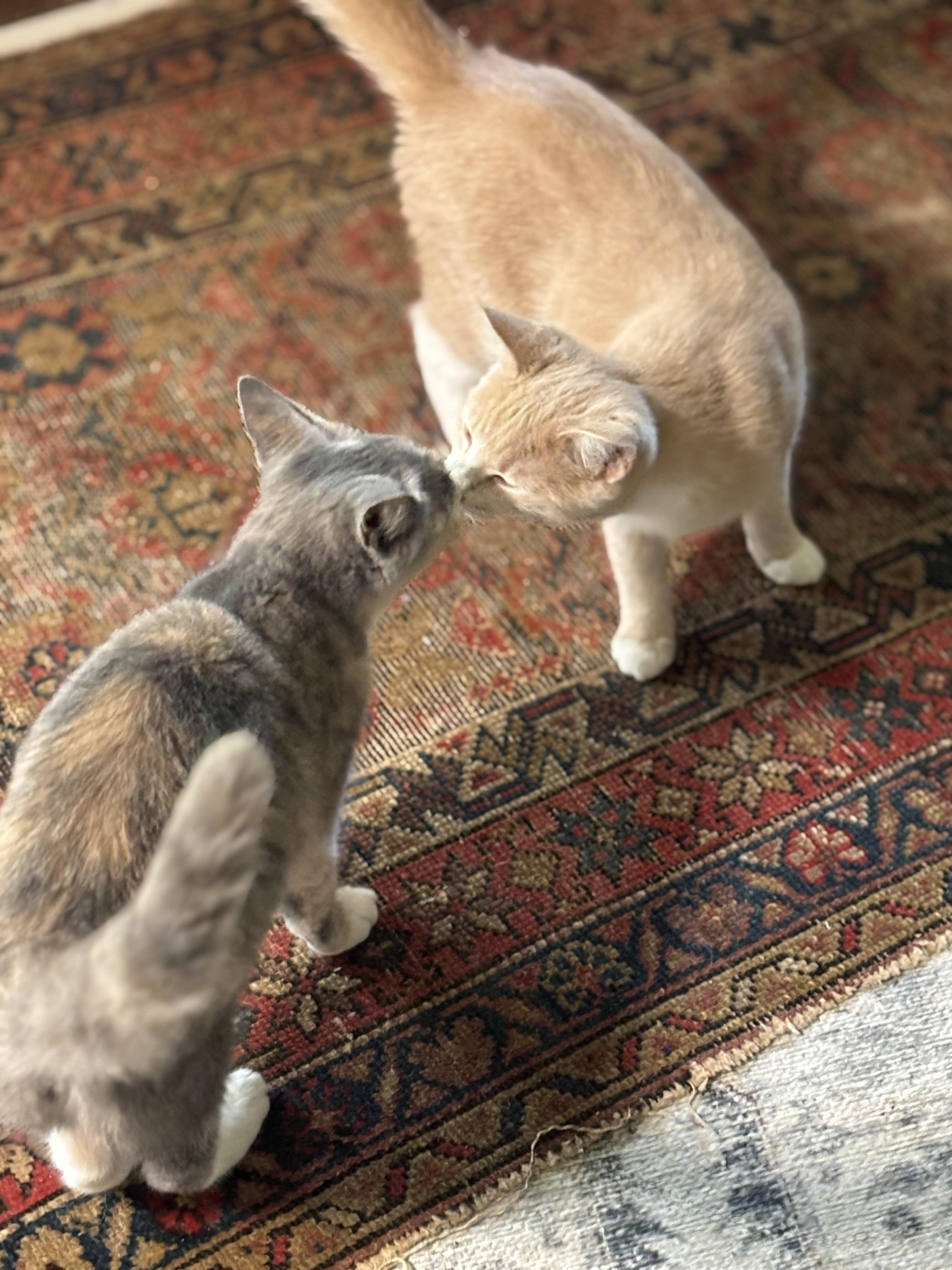 Enlarge Becca, a Adoptable Domestic Short Hair in Concord, NC image 5/6