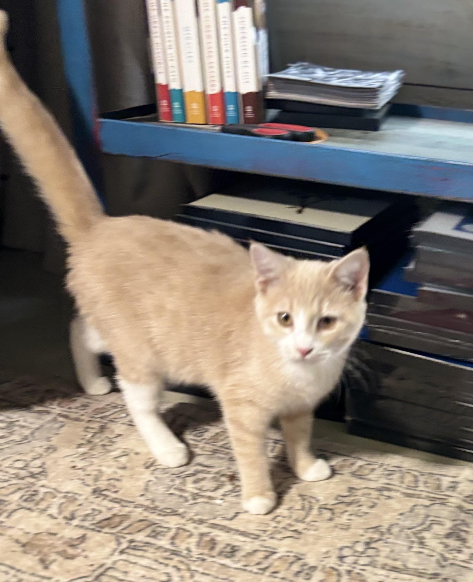 Becca, Adoptable, Young Female Domestic Short Hair.