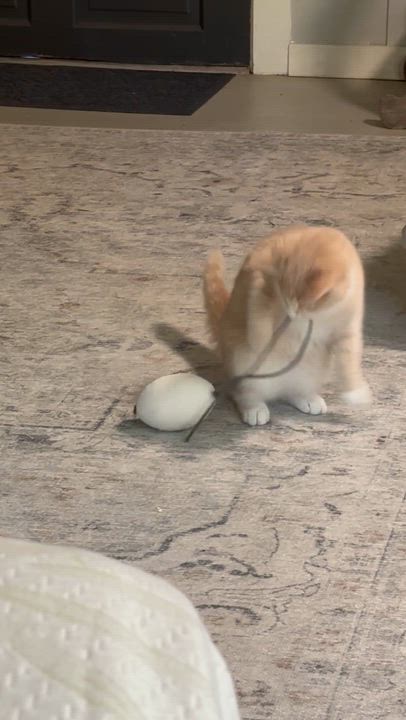 Enlarge Becca, a Adoptable Domestic Short Hair in Concord, NC video 6/6