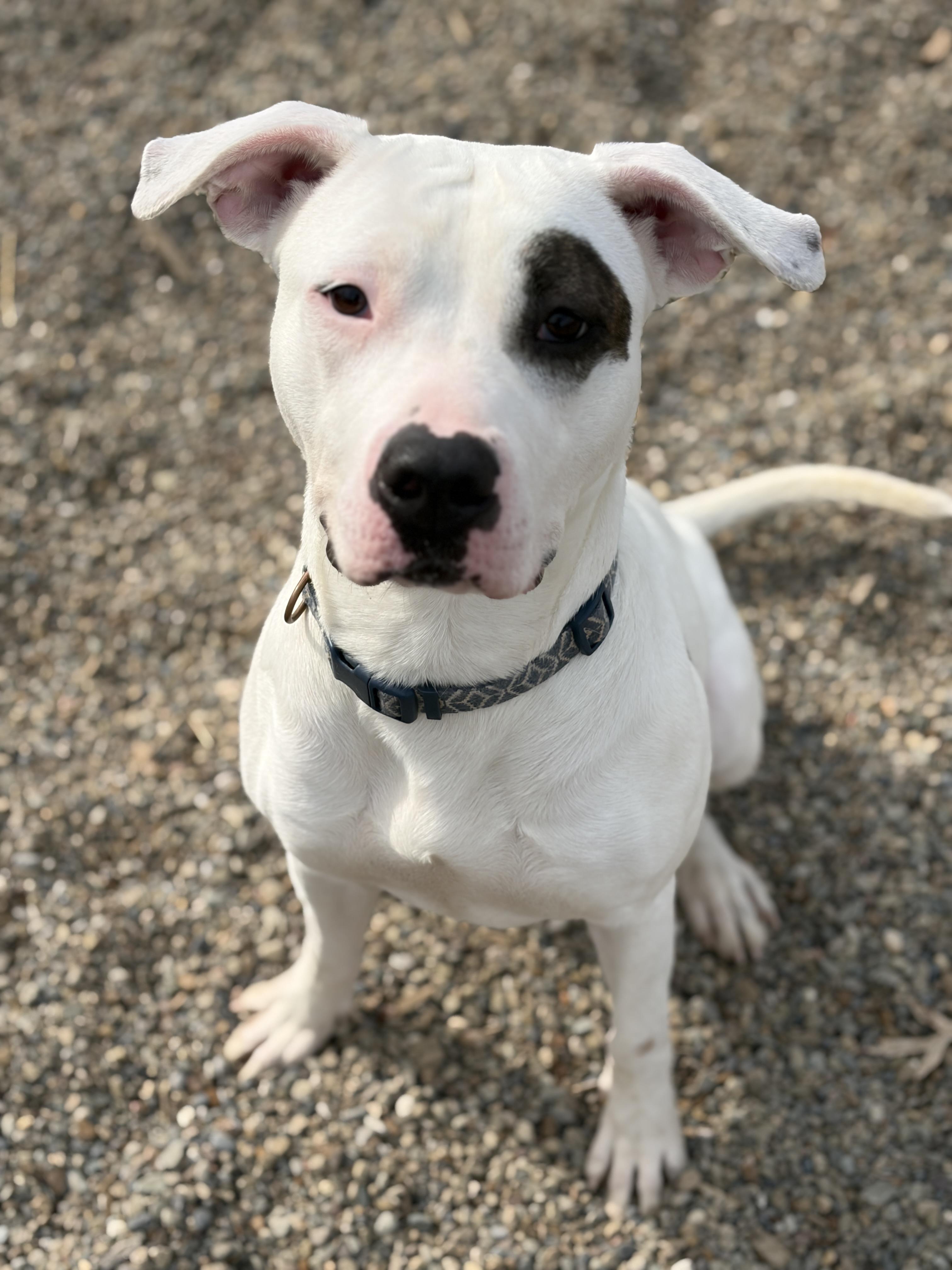 Maria AVAILABLE, Adoptable, Young Female American Bully.