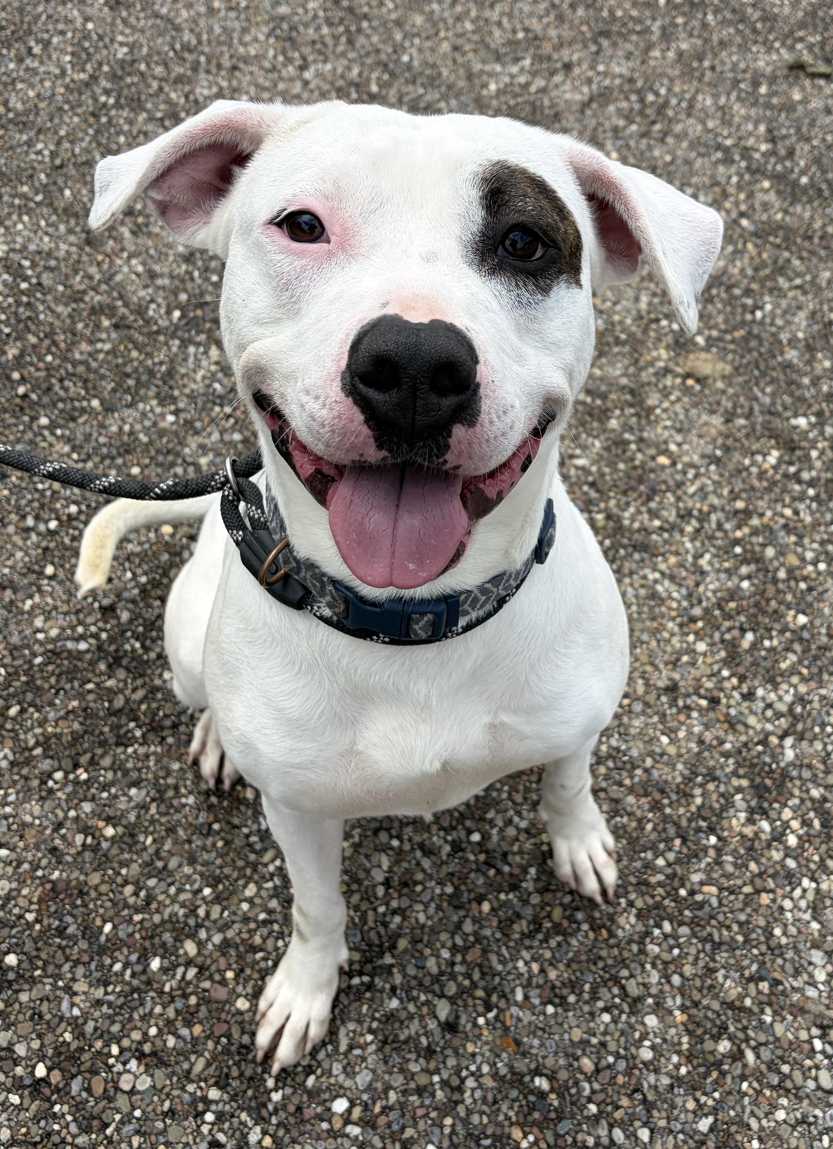 Enlarge Maria AVAILABLE, a Adoptable American Bully in Canton, OH image 1/5