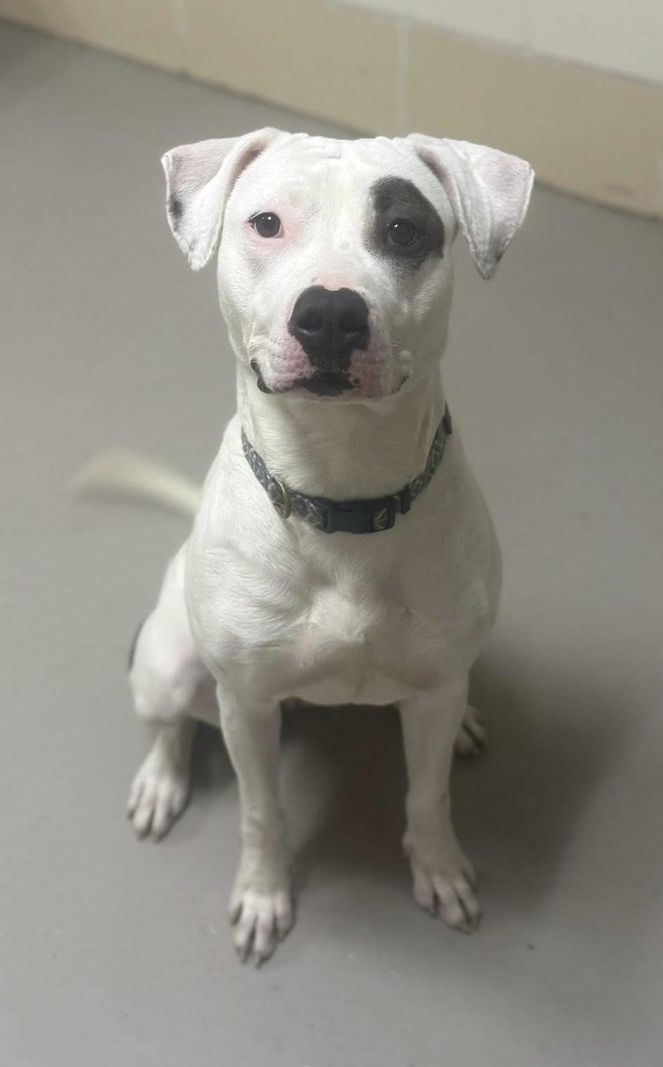 Enlarge Maria AVAILABLE, a Adoptable American Bully in Canton, OH image 1/4