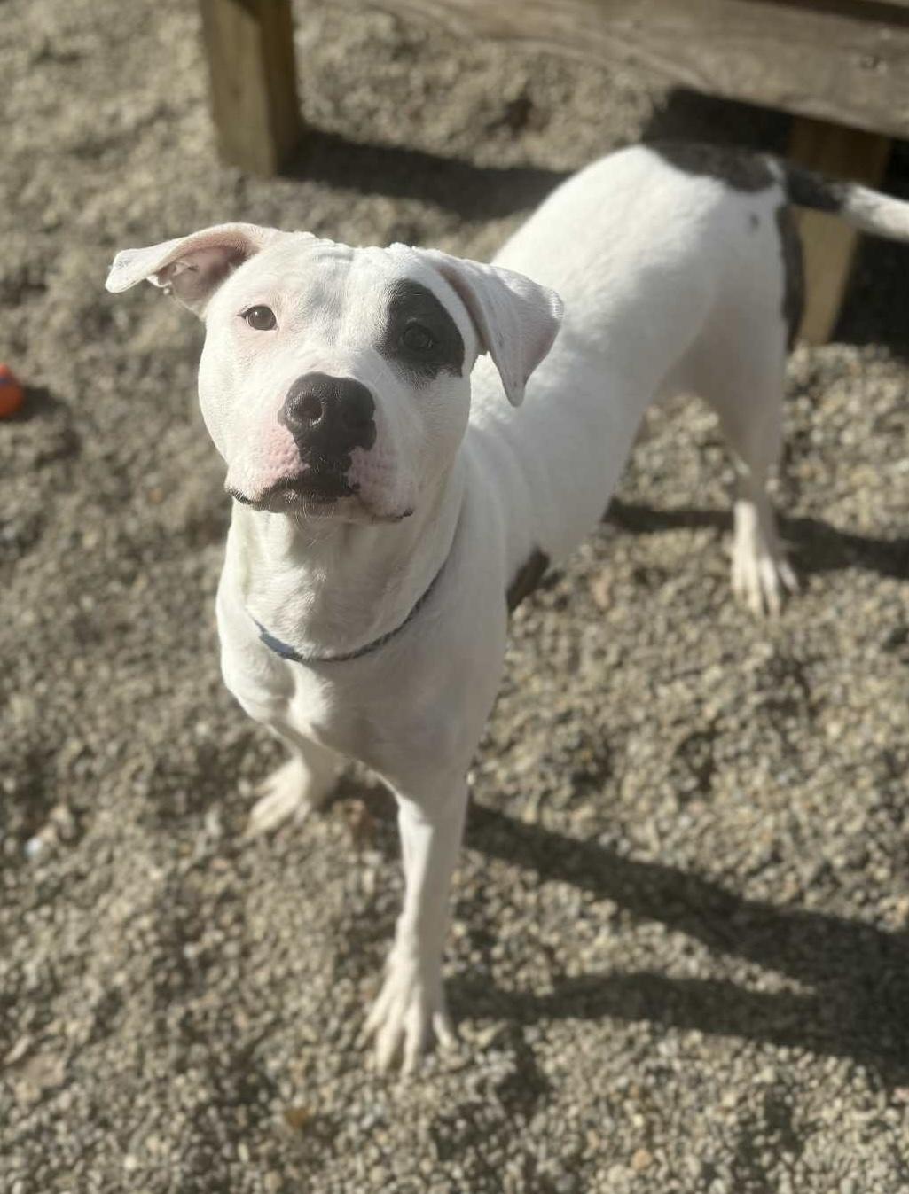 Enlarge Maria AVAILABLE, a Adoptable American Bully in Canton, OH image 1/3