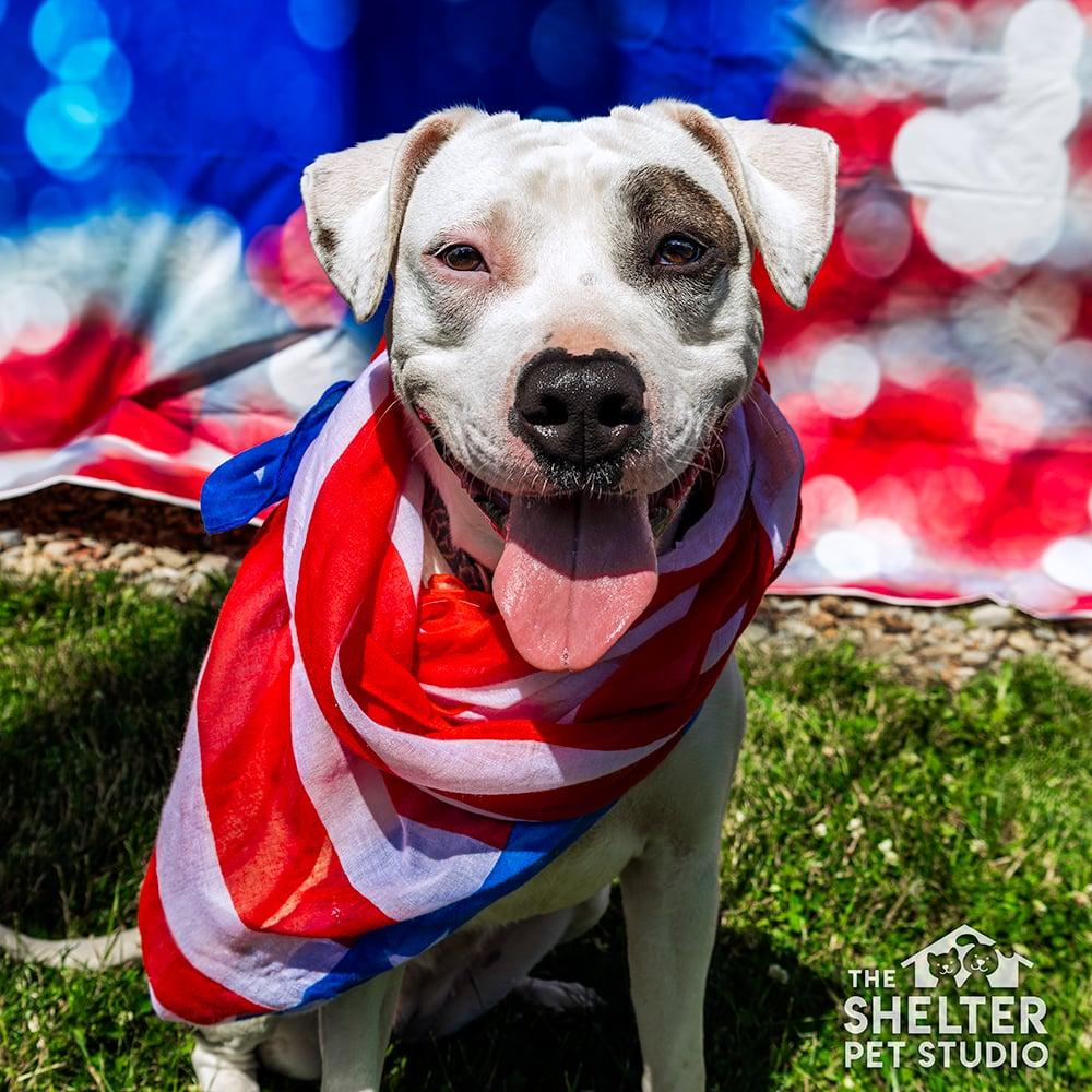 Maria AVAILABLE, Adoptable, Young Female American Bully.