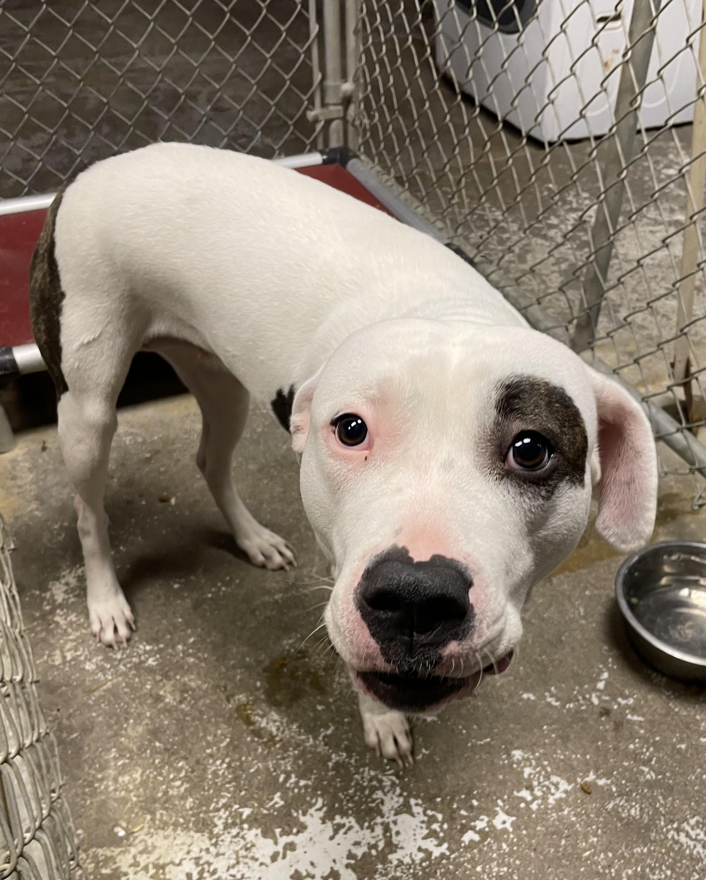 Enlarge Maria AVAILABLE, a Adoptable American Bully in Canton, OH image 3/3