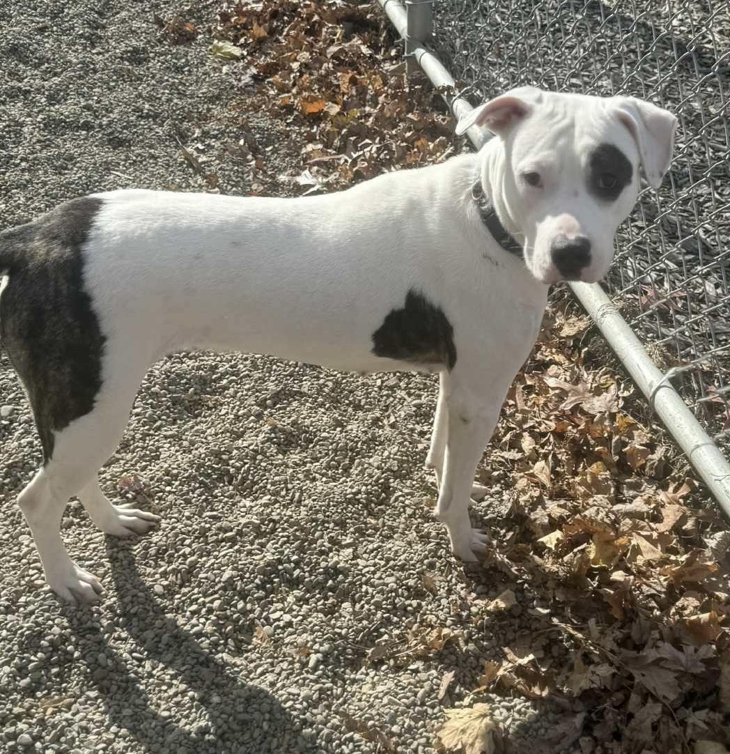 Enlarge Maria AVAILABLE, a Adoptable American Bully in Canton, OH image 2/3