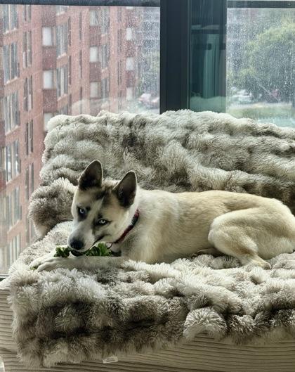 Jorts, a Adoptable mixed breed in Washington, DC image 1/3