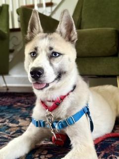 Jorts, a Adoptable mixed breed in Washington, DC image 2/3