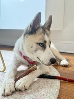 Jorts, a Adoptable mixed breed in Washington, DC image 3/3